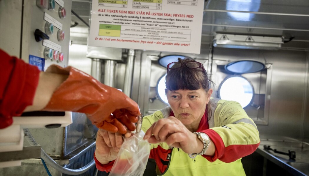 Forskar Irene Huse tar imot ein nullåring til frysen. (Foto: Erlend A. Lorentzen / Havforskingsinstituttet) Forskar Irene Huse tar imot ein nullåring til frysen. (Foto: Erlend A. Lorentzen / Havforskingsinstituttet)