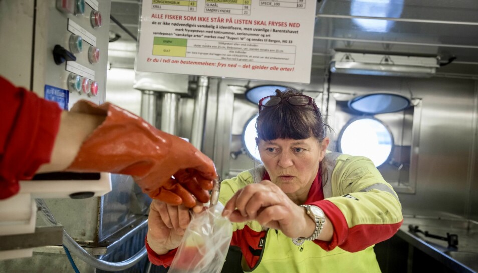 Forskar Irene Huse tar imot ein nullåring til frysen. (Foto: Erlend A. Lorentzen / Havforskingsinstituttet)