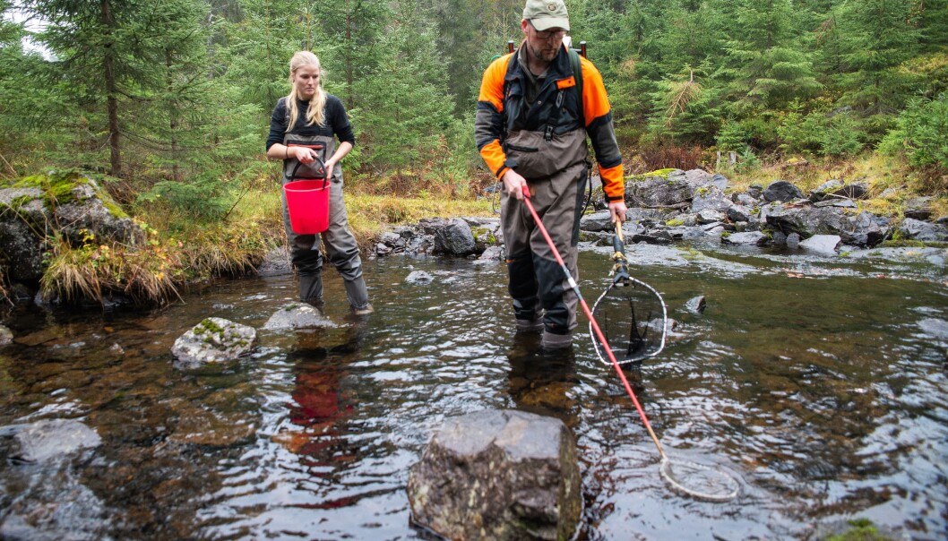 Fisk som er 20-30 centimeter unna hoven svimar av på grunn av straumen. Etter om lag eit minutt kviknar han til igjen. (Foto: Anette Tjomsland) Fisk som er 20-30 centimeter unna hoven svimar av på grunn av straumen. Etter om lag eit minutt kviknar han til igjen. (Foto: Anette Tjomsland)