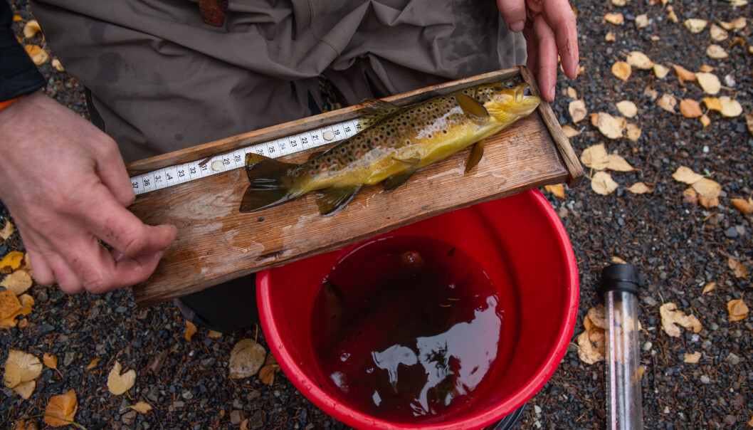 Før fiskane får fridomen tilbake blir dei talt og målt. (Foto: Anette Tjomsland) Før fiskane får fridomen tilbake blir dei talt og målt. (Foto: Anette Tjomsland)