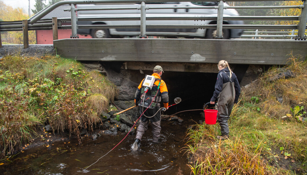 Under denne sterkt trafikkerte brua finn Johanna Skrutvold, rådgjevar og naturforvaltar i Norsk institutt for bioøkonomi (NIBIO) og Ingar Aasestad, naturforvaltar i Naturplan, mykje gyteklar bekkaure. (Foto: Anette Tjomsland) Under denne sterkt trafikkerte brua finn Johanna Skrutvold, rådgjevar og naturforvaltar i Norsk institutt for bioøkonomi (NIBIO) og Ingar Aasestad, naturforvaltar i Naturplan, mykje gyteklar bekkaure. (Foto: Anette Tjomsland)