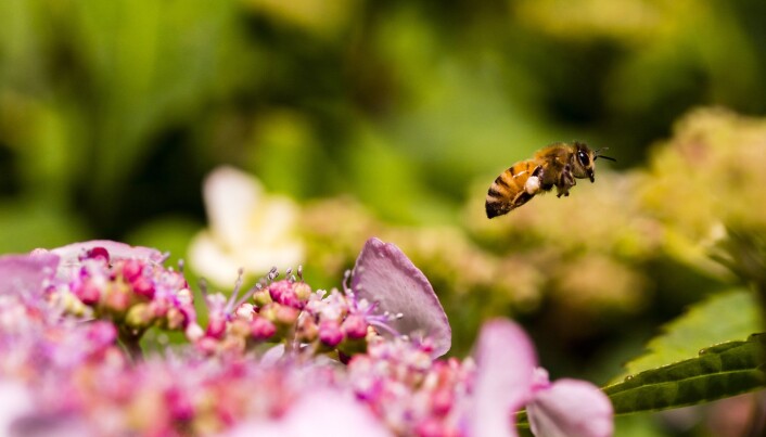 Bier gjør en viktig jobb i å pollinere blomster og matplanter. (Foto: columbo.photog / Shutterstock / NTB scanpix) Bier gjør en viktig jobb i å pollinere blomster og matplanter. (Foto: columbo.photog / Shutterstock / NTB scanpix)