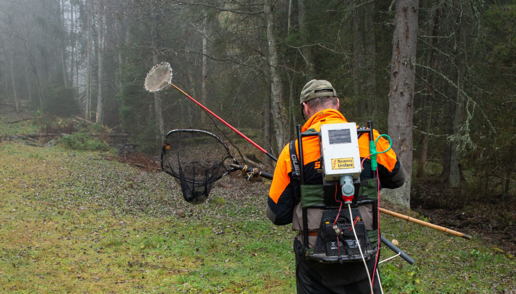 På apparatet, som Ingar Aasestad ber på ryggen, står det «Høgspenning, livsfare». Men det er ikkje så dramatisk som det kan sjå ut som. For å føre straum ut i vatnet må han ha fingeren på ein daudmannsknapp på hoven. Med ein gong han slepp knappen blir straumen slått av. (Anette Tjomsland) På apparatet, som Ingar Aasestad ber på ryggen, står det «Høgspenning, livsfare». Men det er ikkje så dramatisk som det kan sjå ut som. For å føre straum ut i vatnet må han ha fingeren på ein daudmannsknapp på hoven. Med ein gong han slepp knappen blir straumen slått av. (Anette Tjomsland)
