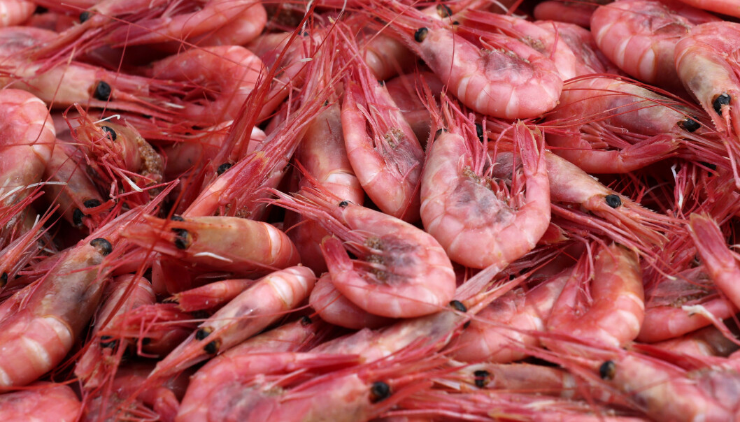 Forbrukerne var skeptiske til kosmetikk med rester fra sjømatproduksjon. – Noen var redd for at det ville lukte fisk, forteller forsker. (Foto: Vidar Ruud / NTB scanpix) Forbrukerne var skeptiske til kosmetikk med rester fra sjømatproduksjon. – Noen var redd for at det ville lukte fisk, forteller forsker. (Foto: Vidar Ruud / NTB scanpix)