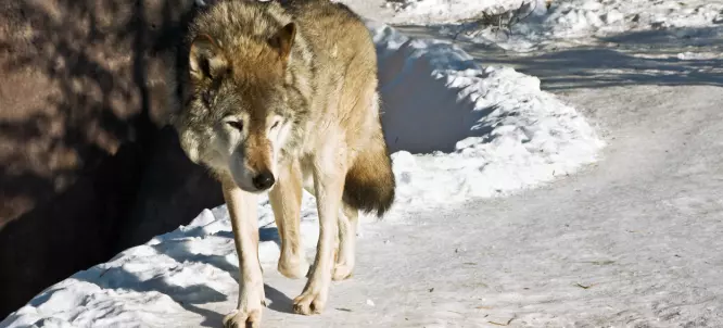 Er det lov at forskere som ikke er ulveforskere interesserer seg for ulveforskning?