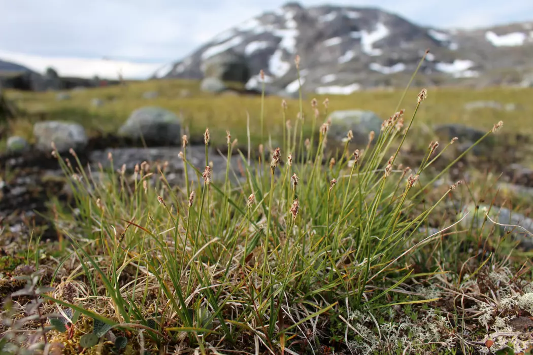 Hannplanter av grønlandsstarr ved Kjelvatn i Ballangen kommune, Nordland – rett i nærheten av Frostisen. (Foto: Kristine Bakke Westergaard)