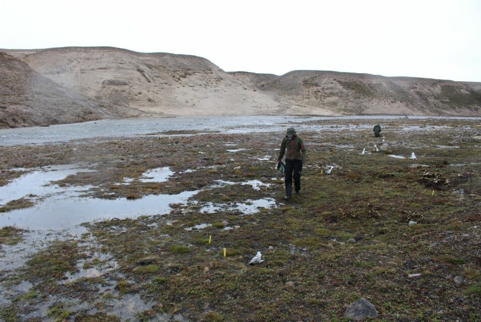 Ikke alle feltdøgn er like glamorøse – her leter vi etter grønlandsstarr i iskaldt regn i verdens største nasjonalpark Nordøst-Grønland. (Foto: Kristine Bakke Westergaard)