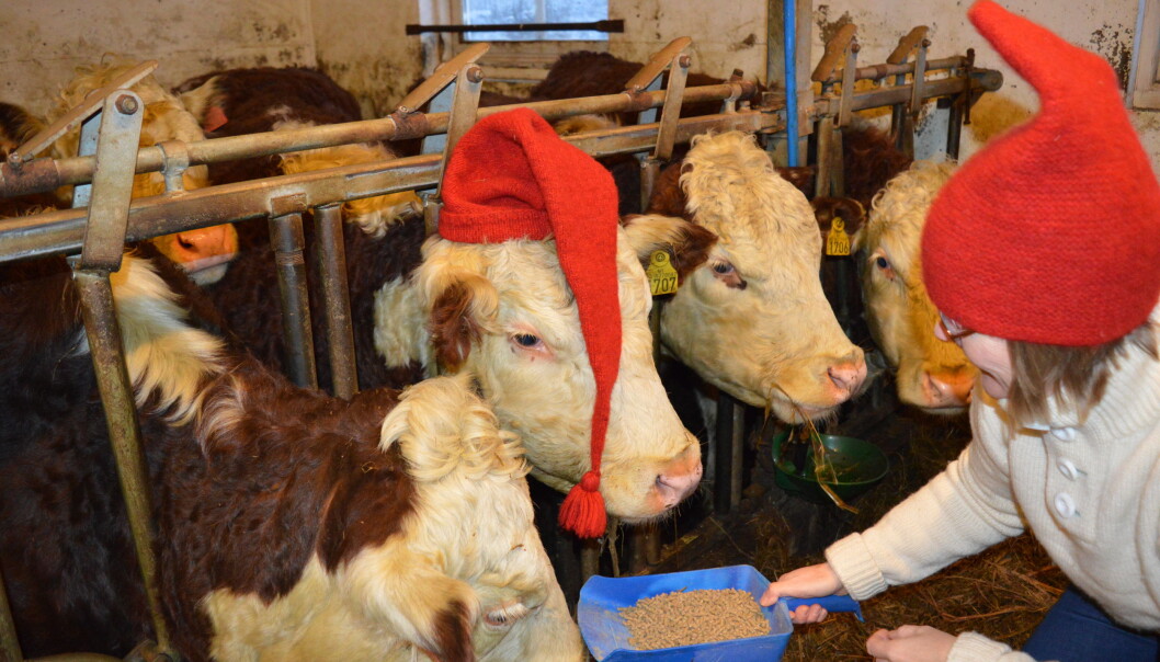 Julestemning i fjøset til forsker Eva Narten Høberg. Her får kyrne rikelig med fôr gjennom vinteren. (Foto: Emil Narten Høberg) Julestemning i fjøset til forsker Eva Narten Høberg. Her får kyrne rikelig med fôr gjennom vinteren. (Foto: Emil Narten Høberg)