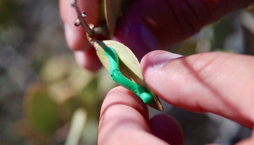Fleire tusen larver av plastelina vart plasserte ut i det globale forskingseksperimentet. Vigdis Vandvik sitt område var i Arizona, USA. (Foto: Vigdis Vandvik) Fleire tusen larver av plastelina vart plasserte ut i det globale forskingseksperimentet. Vigdis Vandvik sitt område var i Arizona, USA. (Foto: Vigdis Vandvik)
