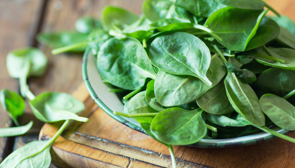 Pasienter med hjertetrøbbel har ofte langvarige betennelser i kroppen. Forskning fra Sverige viser at grønnsaker som spinat kan dempe betennelsen. (Foto: Shutterstock)
