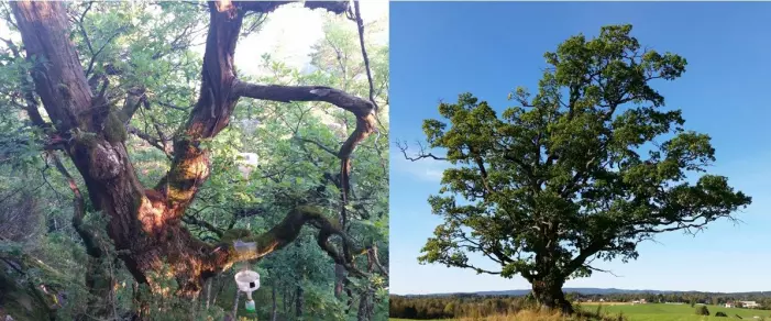 Dagens gamle eiketrær kan stå omgitt av andre eiketrær eller helt alene. I eika til venstre har vi hengt opp feller for å fange biller. (Foto: Hanne Eik Pilskog)