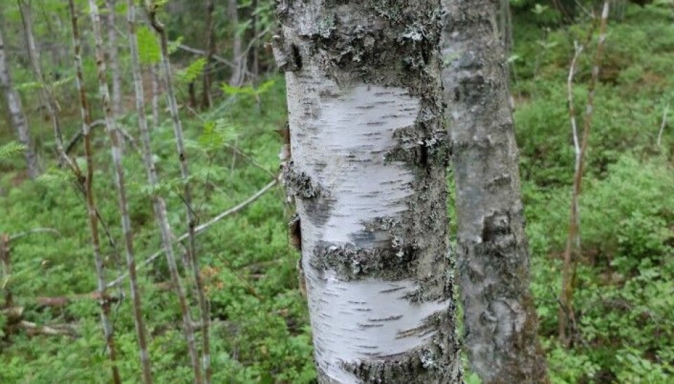 Slik satt neveren på treet før vi la den under mikroskopet. (Foto: Eivind Torgersen)