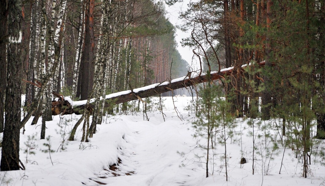 Hvis ingen fjerner det, kan det ta lenger enn et menneskeliv før treet er borte.(Foto: Colourbox) Hvis ingen fjerner det, kan det ta lenger enn et menneskeliv før treet er borte.(Foto: Colourbox)