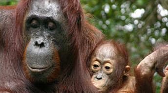 Derfor ammer orangutangene til ungene blir ni år gamle