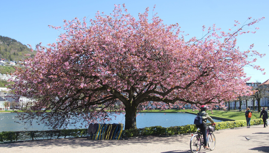 Trea langs Lille Lungegårdsvann i Bergen blei planta rett etter andre verdskrig, og var ei vennskapsgåve frå Japan. (Foto: Britt Kristin Ese / UiB) Trea langs Lille Lungegårdsvann i Bergen blei planta rett etter andre verdskrig, og var ei vennskapsgåve frå Japan. (Foto: Britt Kristin Ese / UiB)