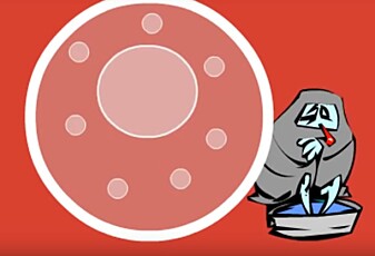 Hva skjer når bakterier angriper?