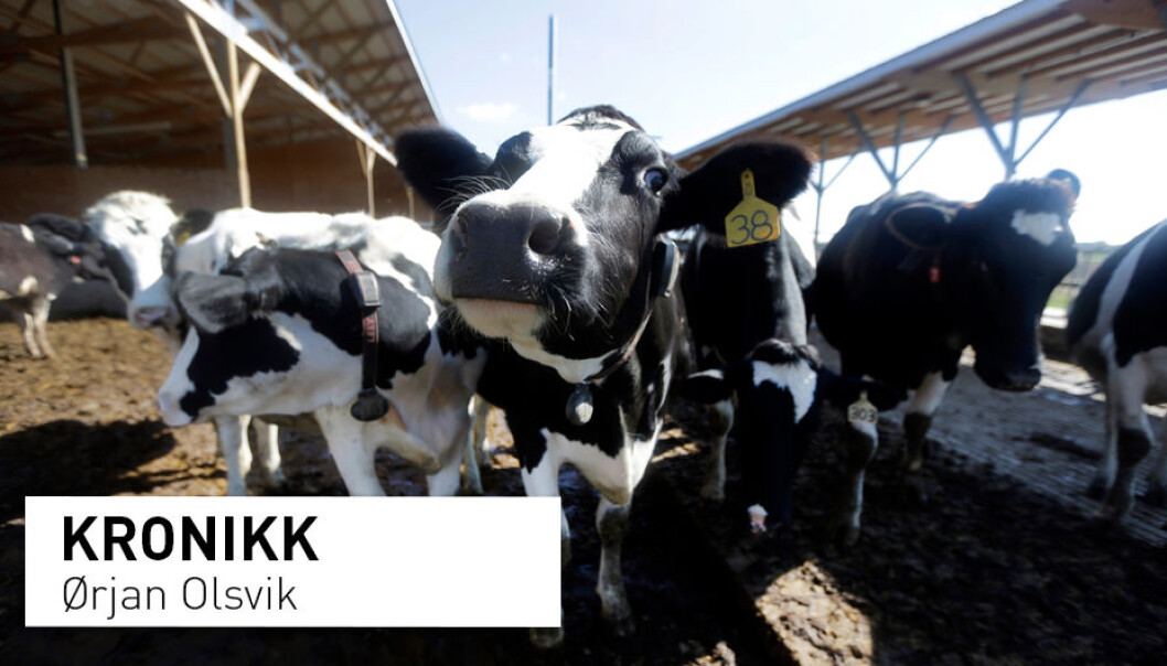– Et viktig middel for å oppnå disse resultatene så hurtig var at disse medisinsk viktige antibiotika ikke lengre kan kjøpes i butikken av den enkelte bonde i USA, skriver kronikkforfatteren. (Foto: Jeff Roberson / AP Photo / NTB scanpix) – Et viktig middel for å oppnå disse resultatene så hurtig var at disse medisinsk viktige antibiotika ikke lengre kan kjøpes i butikken av den enkelte bonde i USA, skriver kronikkforfatteren. (Foto: Jeff Roberson / AP Photo / NTB scanpix)