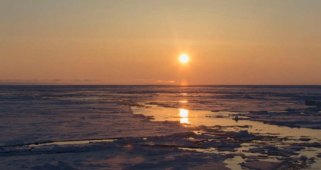 Dyreplankton på Nordpolen oppfører seg annerledes enn plankton andre steder i verden på grunn av sola. (Foto: Jørgen Berge) Dyreplankton på Nordpolen oppfører seg annerledes enn plankton andre steder i verden på grunn av sola. (Foto: Jørgen Berge)
