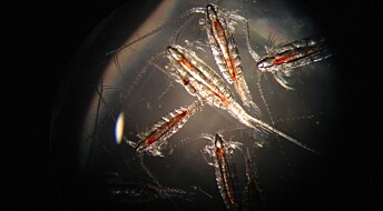 Dyreplankton på Nordpolen svømmer sin egen vei
