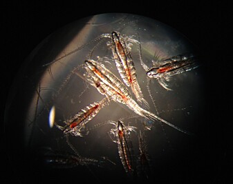 Raudåte (Calanus finmarchicus) fins overlat i arktiske havområder og er svært viktig for næringskjeden. (Foto: Kim Last/SAMS) Raudåte (Calanus finmarchicus) fins overlat i arktiske havområder og er svært viktig for næringskjeden. (Foto: Kim Last/SAMS)