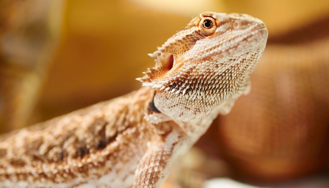 Skjeggagam er en australsk øgle som nesten ser ut som om den har skjegg, og fra 15. august vil det bli lov å ha slike. (Foto: tatianaput / Shutterstock / NTB scanpix) Skjeggagam er en australsk øgle som nesten ser ut som om den har skjegg, og fra 15. august vil det bli lov å ha slike. (Foto: tatianaput / Shutterstock / NTB scanpix)