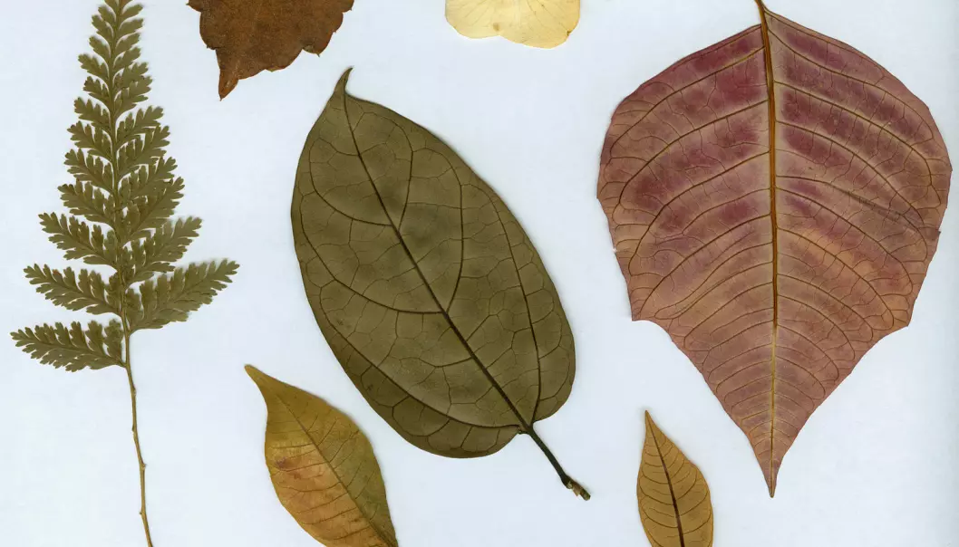 Tørkede planter er presset flatt sammen på papir. Det gjør det mulig å digitalisere dem med samme metoder som man bruker til å digitalisere bøker. Luis Carlos Torres / Shutterstock / NTB scanpix