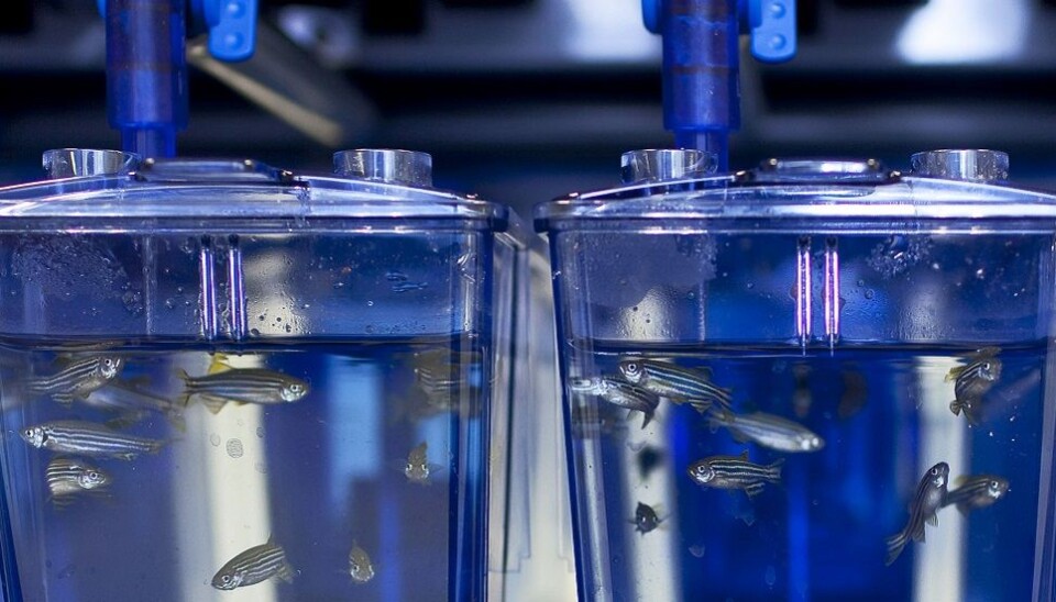 Gruppen har valgt å forske på larver av sebrafisk. (Foto: Kavli Insitute for Systems Neuroscience)