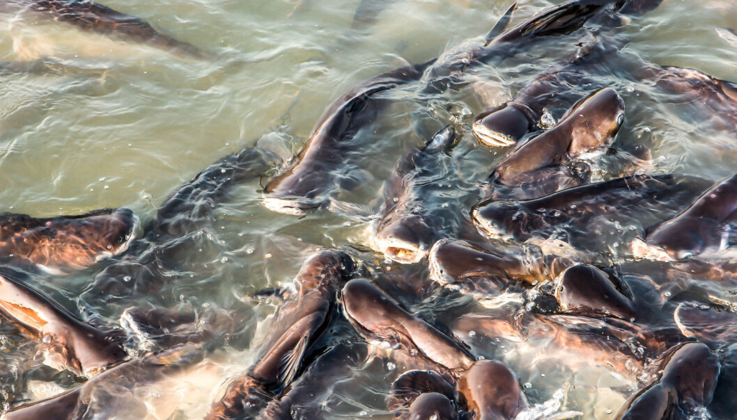 Forskere ble overrasket da de fant parasitten kinesisk leverikte i oppdrettsfisken pangasius i Vietnam. (Foto: Shutterstock / NTB scanpix) Forskere ble overrasket da de fant parasitten kinesisk leverikte i oppdrettsfisken pangasius i Vietnam. (Foto: Shutterstock / NTB scanpix)
