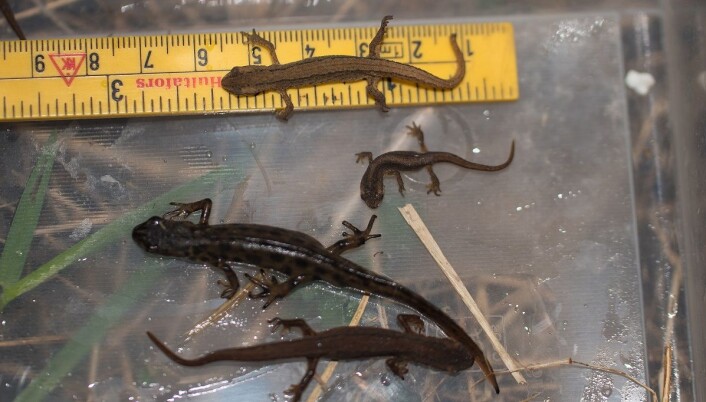 Tre generasjoner av småsalamander fanget ei av fellene. En ettåring i midten, toåring på meterstokken og en hann og hunn av foreldregenerasjonen nederst. (Foto: Børre K. Dervo ©) Tre generasjoner av småsalamander fanget ei av fellene. En ettåring i midten, toåring på meterstokken og en hann og hunn av foreldregenerasjonen nederst. (Foto: Børre K. Dervo ©)