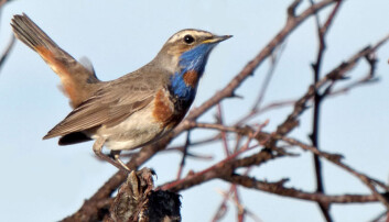 Av småfuglene som hekker i de skandinaviske fjellene er blåstrupe en av få arter som det ikke er registrert bestandsnedgang for. (Foto: John Atle Kålås, NINA) Av småfuglene som hekker i de skandinaviske fjellene er blåstrupe en av få arter som det ikke er registrert bestandsnedgang for. (Foto: John Atle Kålås, NINA)