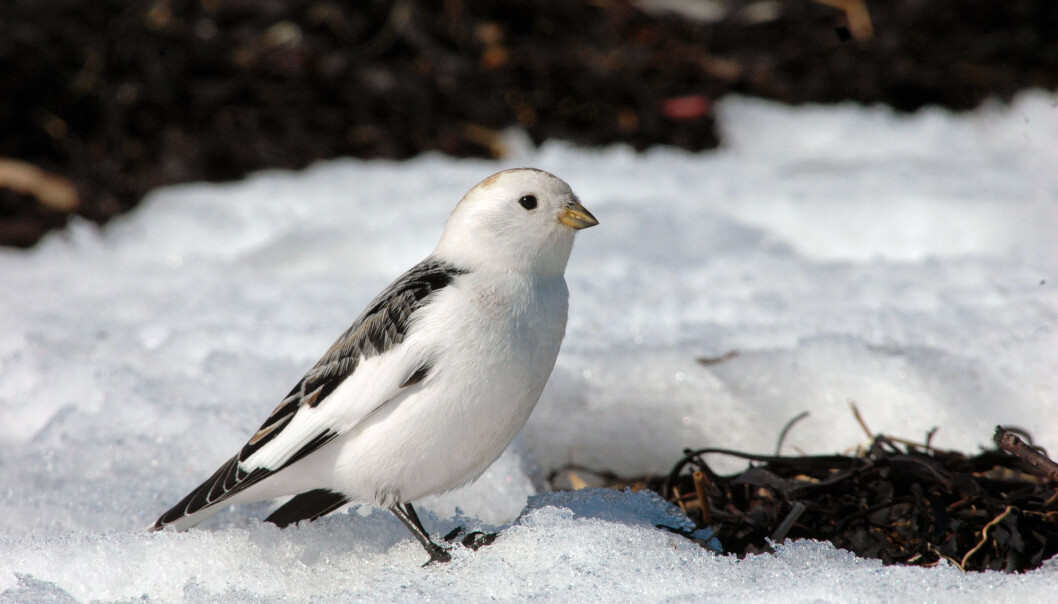 Snøspurven (Plectrophenax nivalis) er en av fjellfuglene det har blitt mindre av i Skandinavia. I tillegg har det blitt færre av lappspurv og heipiplerke. (Foto: Shutterstock / NTB Scanpix) Snøspurven (Plectrophenax nivalis) er en av fjellfuglene det har blitt mindre av i Skandinavia. I tillegg har det blitt færre av lappspurv og heipiplerke. (Foto: Shutterstock / NTB Scanpix)