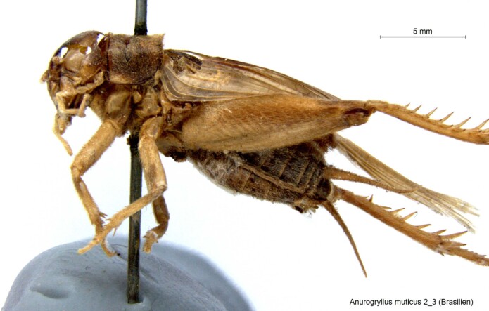 Dette er ikke en <i>Anurogryllus celerinictus</i>, men slektningen <i>Anurogryllus muticus</i>. (Foto: Franziska Walz, Zoologische Staatssammlung München/Wikimedia Commons) Dette er ikke en <i>Anurogryllus celerinictus</i>, men slektningen <i>Anurogryllus muticus</i>. (Foto: Franziska Walz, Zoologische Staatssammlung München/Wikimedia Commons)