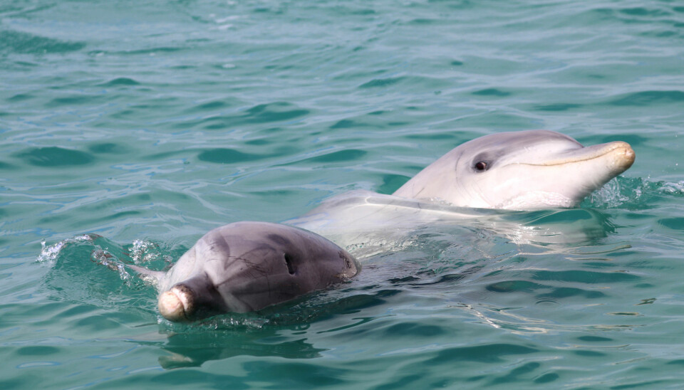Smokey og Cookie, de to delfinene på bildet, hjalp og trøstet hverandre da de begge mistet mødrene sine. Slike tette vennskap er vanlig blant delfiner, men hadde nok ekstra stor betydning for de to foreldreløse ungene. (Foto: Ewa Krzyszczyk, Georgetown University)