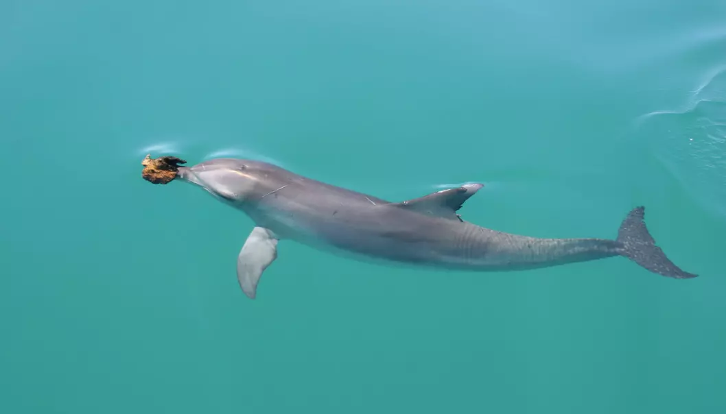 Første gang forskerne så en slik delfin, trodde de dyret hadde en svulst på snuten. Utveksten viste seg imidlertid snart å være en svamp. Og det var ingen tilfeldighet at delfinen bar rundt på den. (Foto: Ewa Krzyszczyk, Georgetown University)