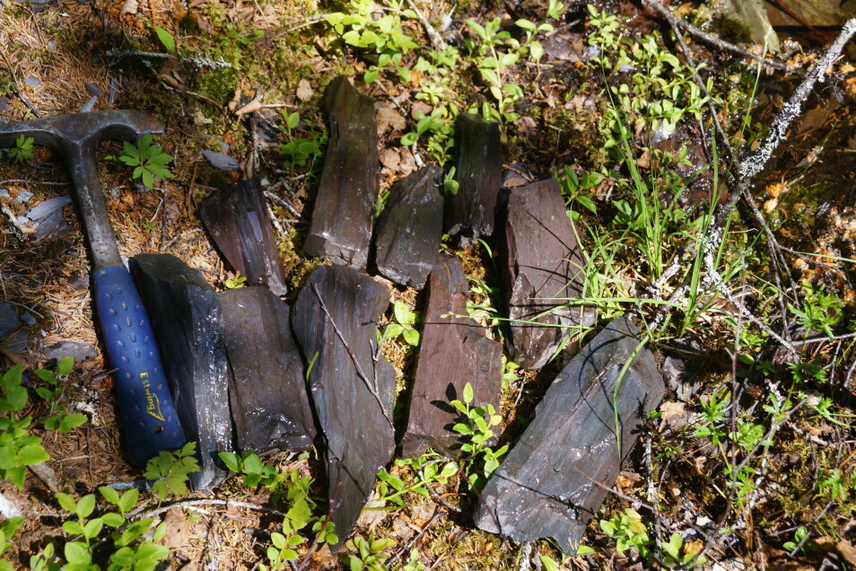 Disse bryneemnene er funnet i Mostadmarka. Stein fra dette området har blant annet endt opp i Danmark. (Foto: NGU)