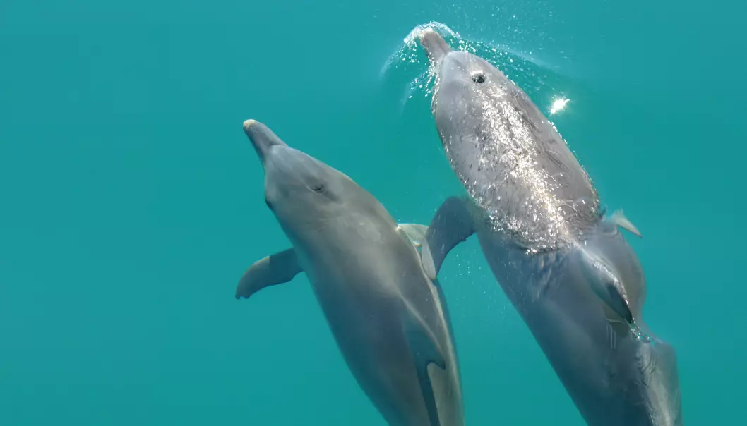 Delfiner gjør noe som minner om å holde hverandre i hendene. De svømmer synkront og legger sidefinnene over hverandre. Det kan de for eksempel gjøre i situasjoner der det virker som om de vil trøste hverandre. (Foto: Jana Watson Capps)