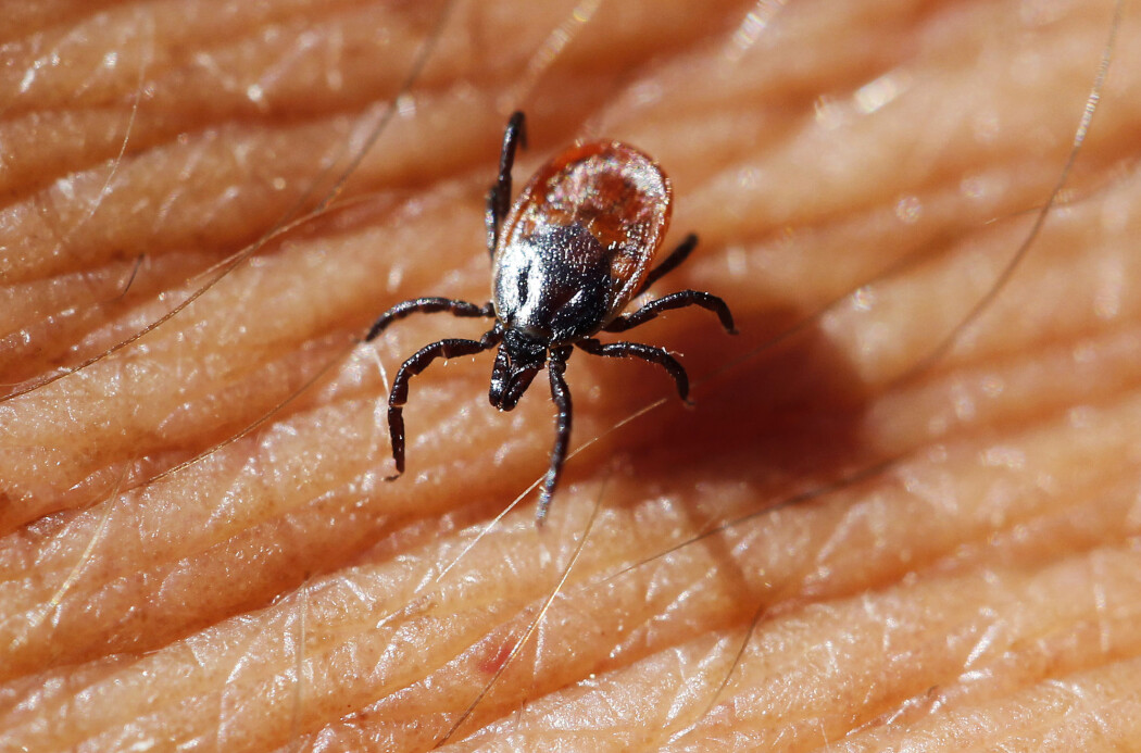 Flått, de plagsomme små blodsugerne, kan gi oss alvorlige sykdommer som for eksempel borreliose. Nå advarer svenske forskere om at en flåttbåren sykdom som hittil har rammet flest dyr, kan bli mer vanlig. (Foto: Erlend Aas / NTB scanpix) Flått, de plagsomme små blodsugerne, kan gi oss alvorlige sykdommer som for eksempel borreliose. Nå advarer svenske forskere om at en flåttbåren sykdom som hittil har rammet flest dyr, kan bli mer vanlig. (Foto: Erlend Aas / NTB scanpix)