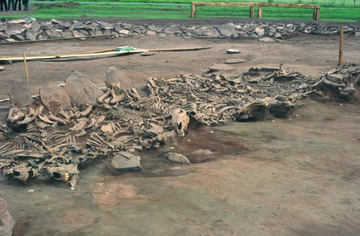 Noen av hestene som er studert stammer fra denne skytiske graven funnet i Sibir i Russland, nær Mongolia. (Foto: Michael Hochmuth, German Archaeological Institute, Berlin) Noen av hestene som er studert stammer fra denne skytiske graven funnet i Sibir i Russland, nær Mongolia. (Foto: Michael Hochmuth, German Archaeological Institute, Berlin)