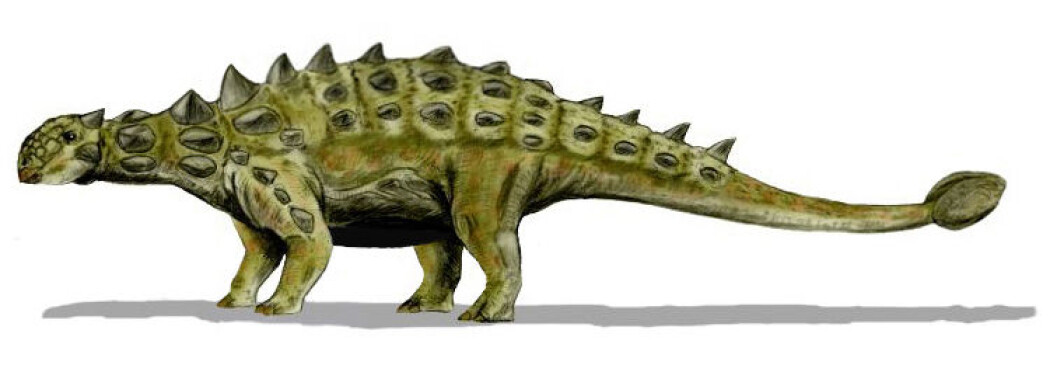 Euoplocephalus var pansret fra topp til tå. Klubben på halen brukte den til å forsvare seg med.
Med en svær kropp og tung rustning er det lett å bli for varm. (Illustrasjon: Nobu Tamura. Wikimedia Commons, CC 3.0) Euoplocephalus var pansret fra topp til tå. Klubben på halen brukte den til å forsvare seg med.
Med en svær kropp og tung rustning er det lett å bli for varm. (Illustrasjon: Nobu Tamura. Wikimedia Commons, CC 3.0)
