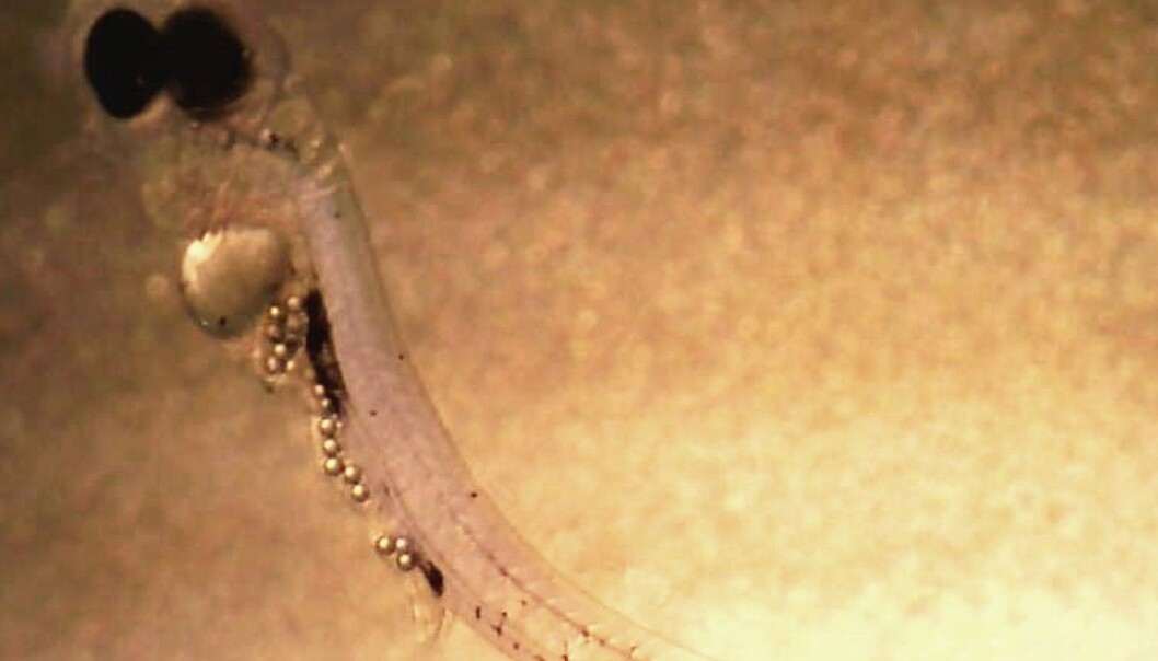 Forskningen på plast i magen hos fiskelarver som denne er dårlig dokumentert, mener etikknemnd. Tidsskriftet Science tar konsekvensene og fjerner artikkelen. (Foto: Oona Lönnstedt) Forskningen på plast i magen hos fiskelarver som denne er dårlig dokumentert, mener etikknemnd. Tidsskriftet Science tar konsekvensene og fjerner artikkelen. (Foto: Oona Lönnstedt)