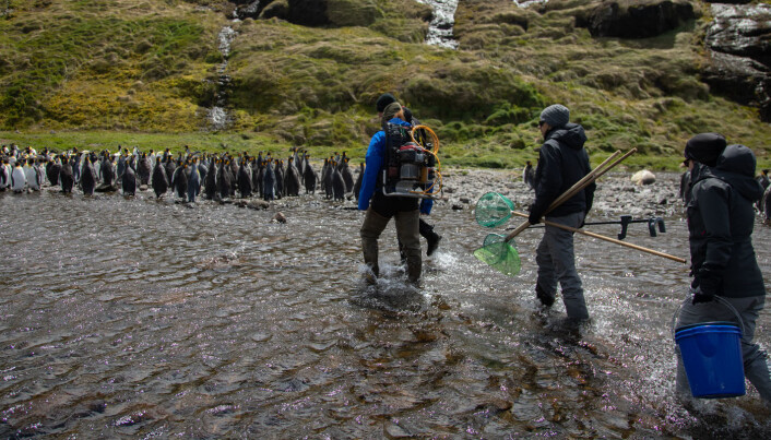 Vi benyttet stoppet ved Crozet til å gjøre fiskebiologiske undersøkelser i bekken som renner gjennom øyas største koloni med kongepingvin. Her finnes det både ørret og bekkerøye. (Foto: Sindre Eldøy, CC BY-SA 4.0) Vi benyttet stoppet ved Crozet til å gjøre fiskebiologiske undersøkelser i bekken som renner gjennom øyas største koloni med kongepingvin. Her finnes det både ørret og bekkerøye. (Foto: Sindre Eldøy, CC BY-SA 4.0)