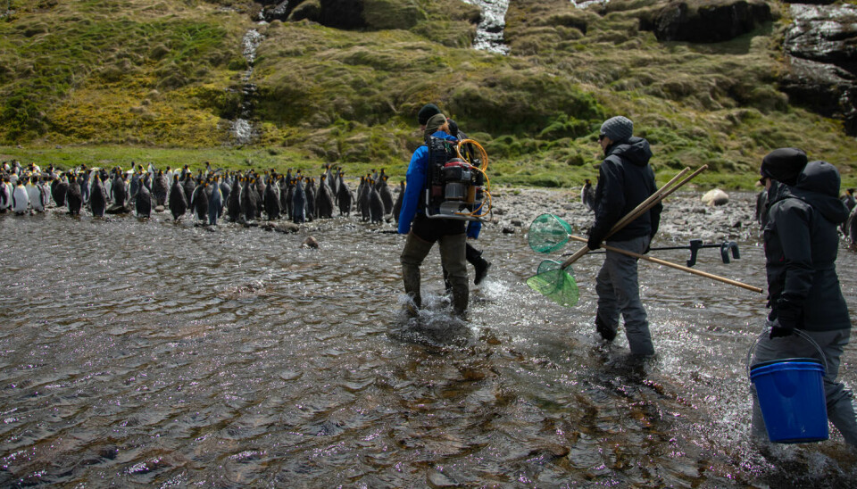 Vi benyttet stoppet ved Crozet til å gjøre fiskebiologiske undersøkelser i bekken som renner gjennom øyas største koloni med kongepingvin. Her finnes det både ørret og bekkerøye. (Foto: Sindre Eldøy, CC BY-SA 4.0)