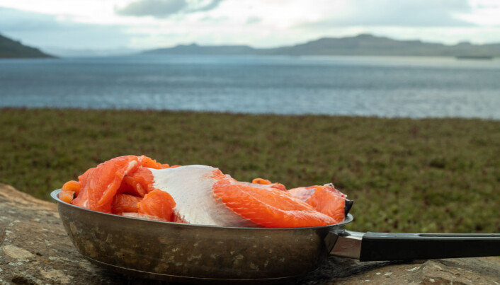 Siden sjøørret er introdusert og svartelistet på øygruppen, er det fritt fiske i vassdragene. Med få kast i en av elvas større kulper var julemiddagen sikret. (Foto: Sindre Eldøy, CC BY-SA 4.0) Siden sjøørret er introdusert og svartelistet på øygruppen, er det fritt fiske i vassdragene. Med få kast i en av elvas større kulper var julemiddagen sikret. (Foto: Sindre Eldøy, CC BY-SA 4.0)