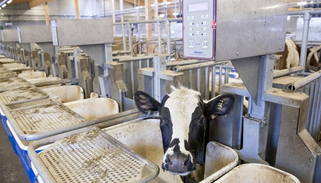 Dette systemet måler hvor mye kua spiser. Kua blir identifisert av en chip og fôrkaret veies før og etter måltidet. (Foto: Håkon Sparre/NMBU) Dette systemet måler hvor mye kua spiser. Kua blir identifisert av en chip og fôrkaret veies før og etter måltidet. (Foto: Håkon Sparre/NMBU)