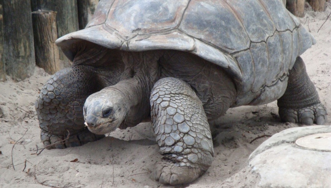 Elefantskillpadder lever på Seychellene i Det indiske hav og på Galapagosøyene i Stillehavet. Den største veide 417 kilo. (Foto: Childzy/CC BY-SA 3.0) Elefantskillpadder lever på Seychellene i Det indiske hav og på Galapagosøyene i Stillehavet. Den største veide 417 kilo. (Foto: Childzy/CC BY-SA 3.0)