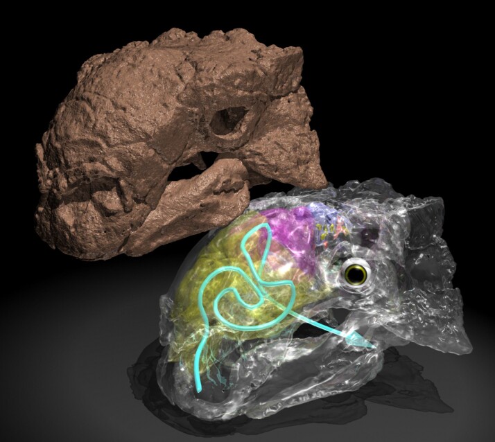 Nesegangene til Euoplocephalus var nesten dobbelt så lange som skallen og lå snurret under snuten.(Illustrasjon: Witmer lab, Ohio university) Nesegangene til Euoplocephalus var nesten dobbelt så lange som skallen og lå snurret under snuten.(Illustrasjon: Witmer lab, Ohio university)