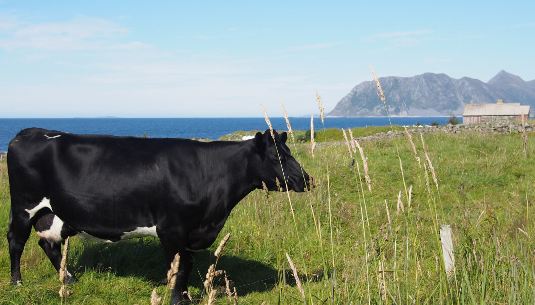 Vestlandsk kumøkk kan gjøre stor nytte på Østlandet der det er kornproduksjon som dominerer og derfor lite husdyrgjødsel å spore. (Foto: Kathrine Torday Gulden) Vestlandsk kumøkk kan gjøre stor nytte på Østlandet der det er kornproduksjon som dominerer og derfor lite husdyrgjødsel å spore. (Foto: Kathrine Torday Gulden)