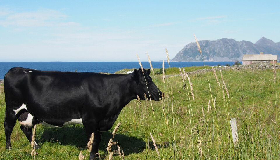 Vestlandsk kumøkk kan gjøre stor nytte på Østlandet der det er kornproduksjon som dominerer og derfor lite husdyrgjødsel å spore. (Foto: Kathrine Torday Gulden)