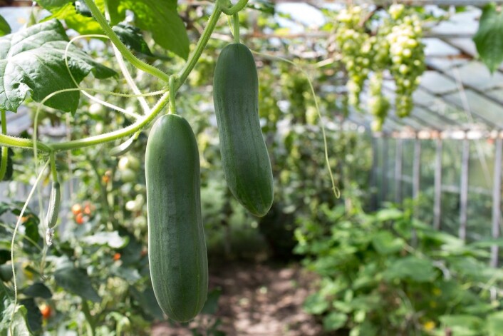 Agurkplanten er så heldig at den kan befrukte seg selv. (Foto: Kapa1966, Shutterstock, NTB scanpix) Agurkplanten er så heldig at den kan befrukte seg selv. (Foto: Kapa1966, Shutterstock, NTB scanpix)