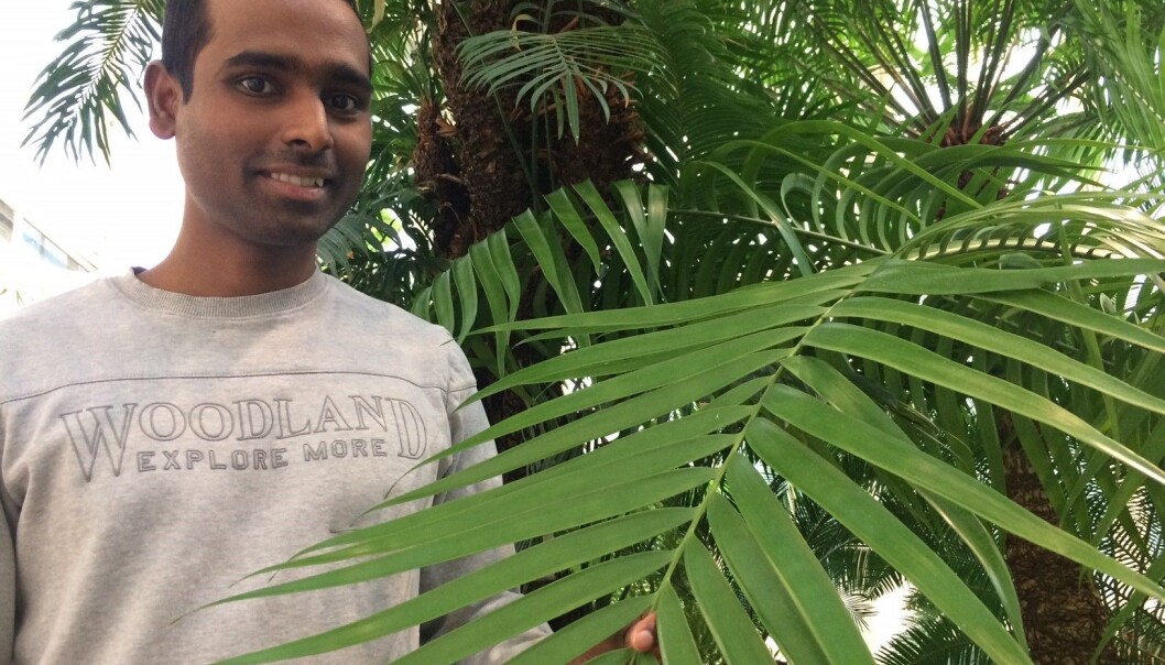 - De fleste frukter og grønnsaker vi spiser er fra hunnplanter eller fra tvekjønnede planter. Men i mange områder fjernes for mange hannplanter fordi de ikke bærer frukt. Det er et problem, sier Seethapaty Golapalakrishnan som tar doktorgrad på planters sexliv ved Naturhistorisk Museum, Universitetet i Oslo. (Foto: Anne Lise Stranden/forskning.no) - De fleste frukter og grønnsaker vi spiser er fra hunnplanter eller fra tvekjønnede planter. Men i mange områder fjernes for mange hannplanter fordi de ikke bærer frukt. Det er et problem, sier Seethapaty Golapalakrishnan som tar doktorgrad på planters sexliv ved Naturhistorisk Museum, Universitetet i Oslo. (Foto: Anne Lise Stranden/forskning.no)